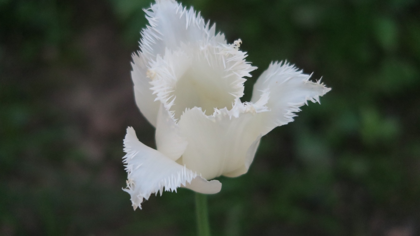 Белый тюльпан с волнистыми лепестками