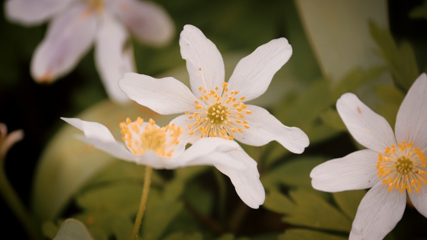 Белые полевые цветы ветреница