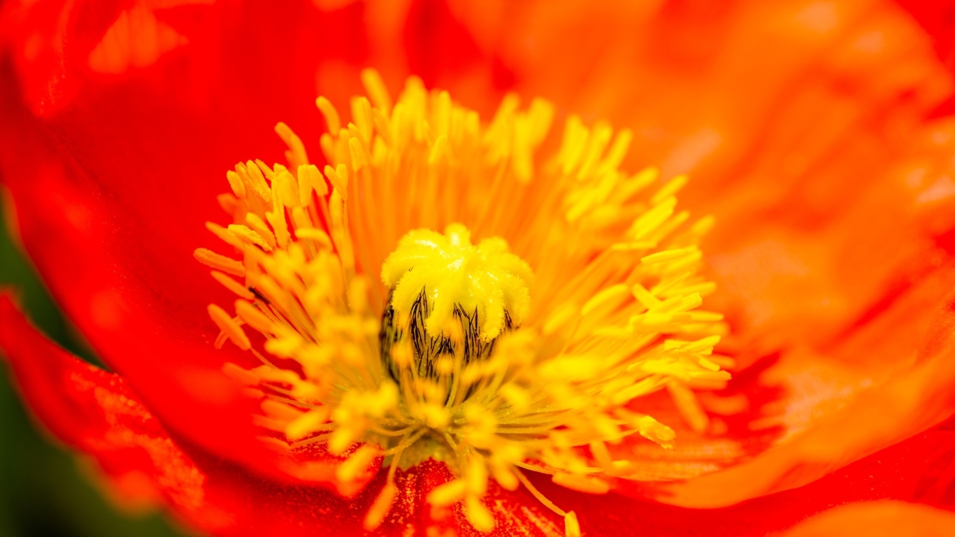 Желтая серединка красного мака крупным планом