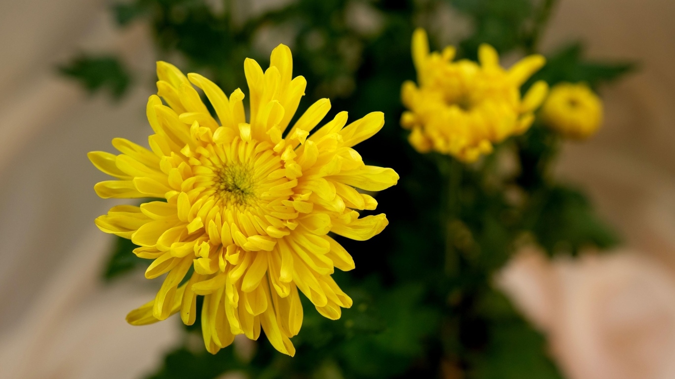 Желтый цветок хризантемы с бутонами