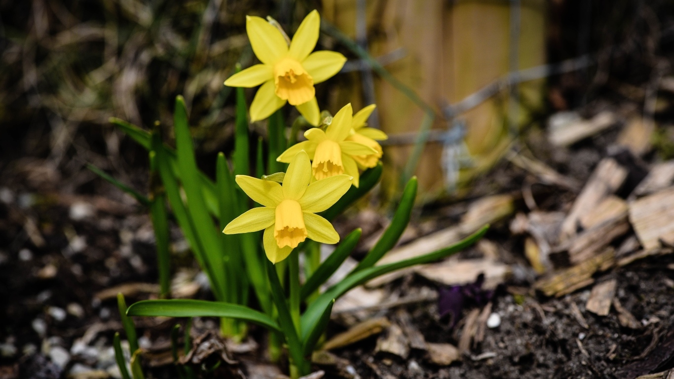 Желтые нарциссы с зелеными листьями на земле весной