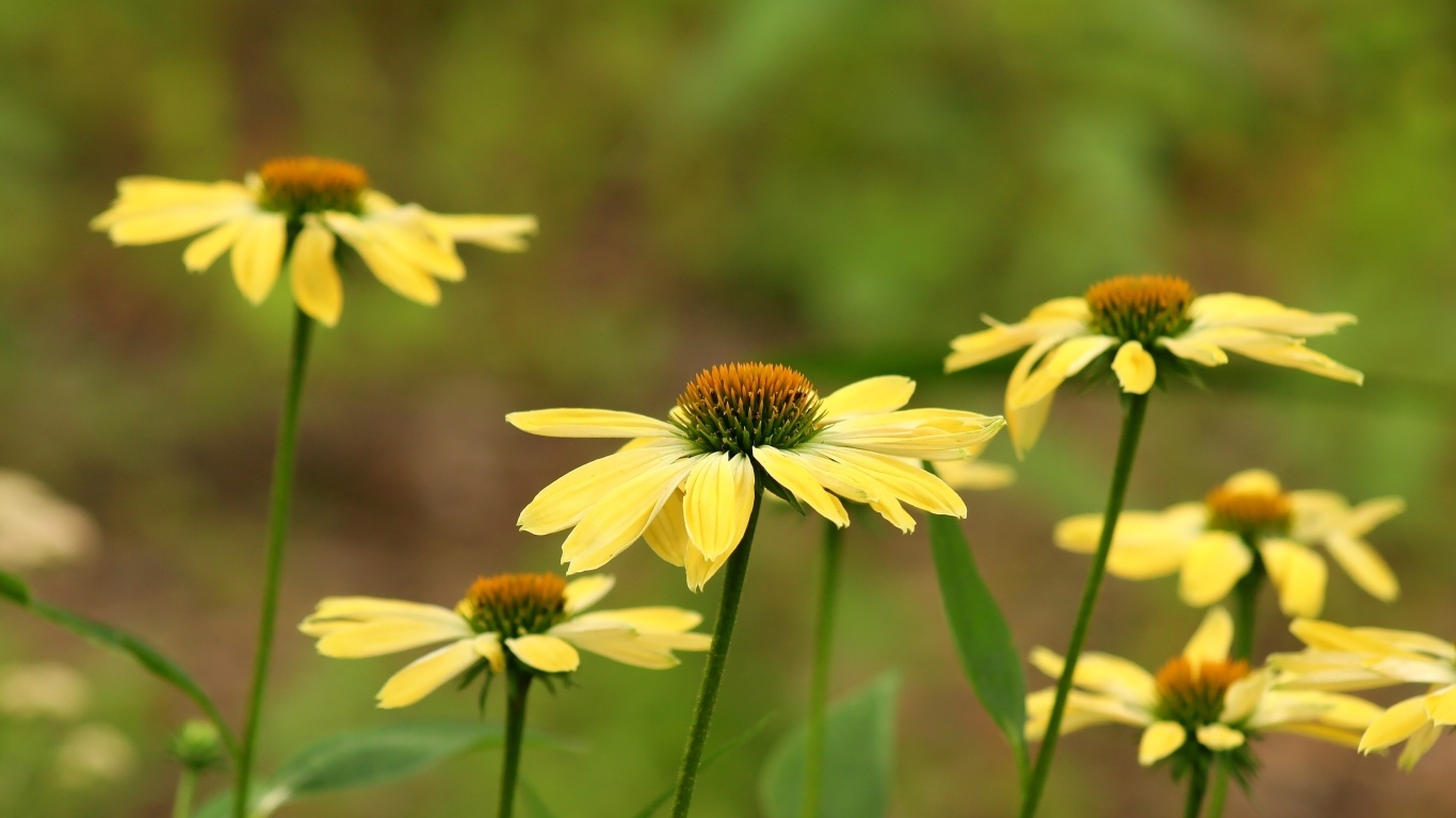 Желтые цветы на клумбе крупным планом