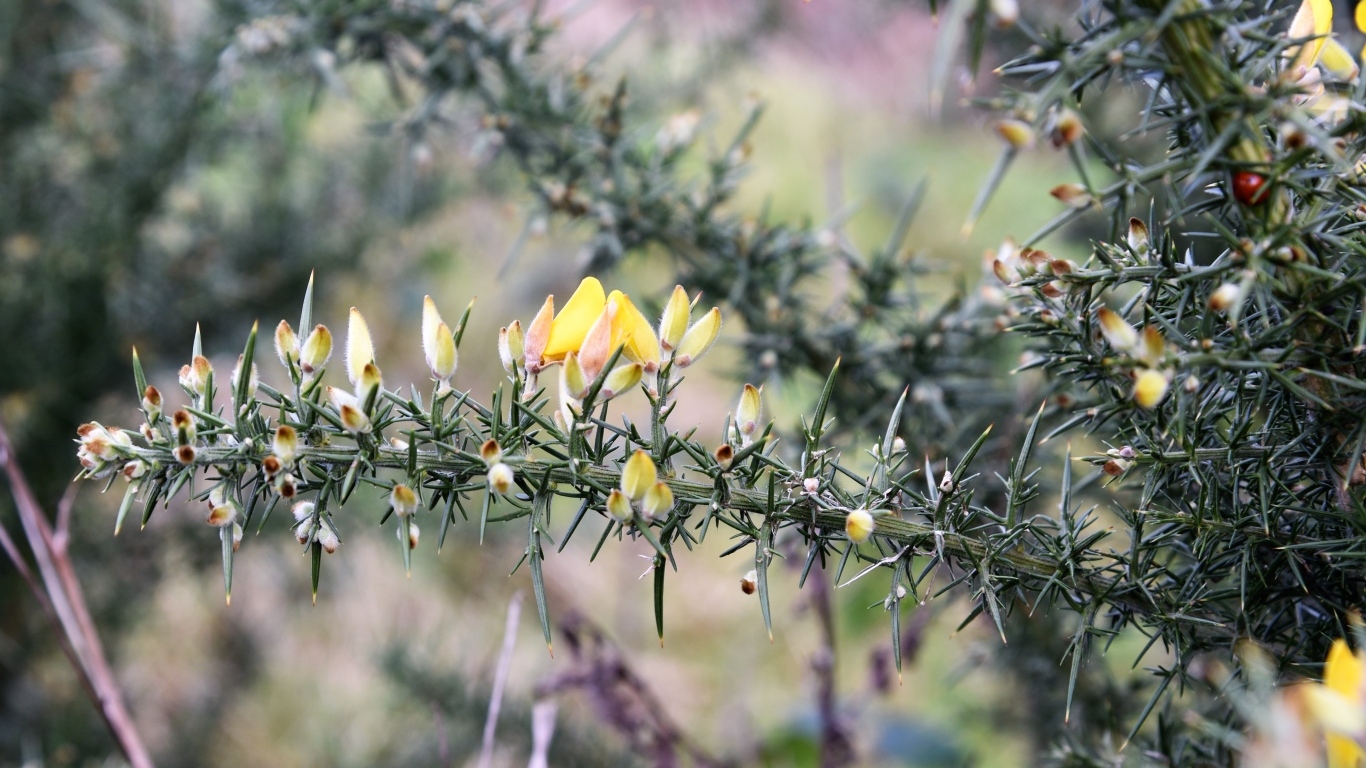Желтые цветы на ветке хвойного дерева 