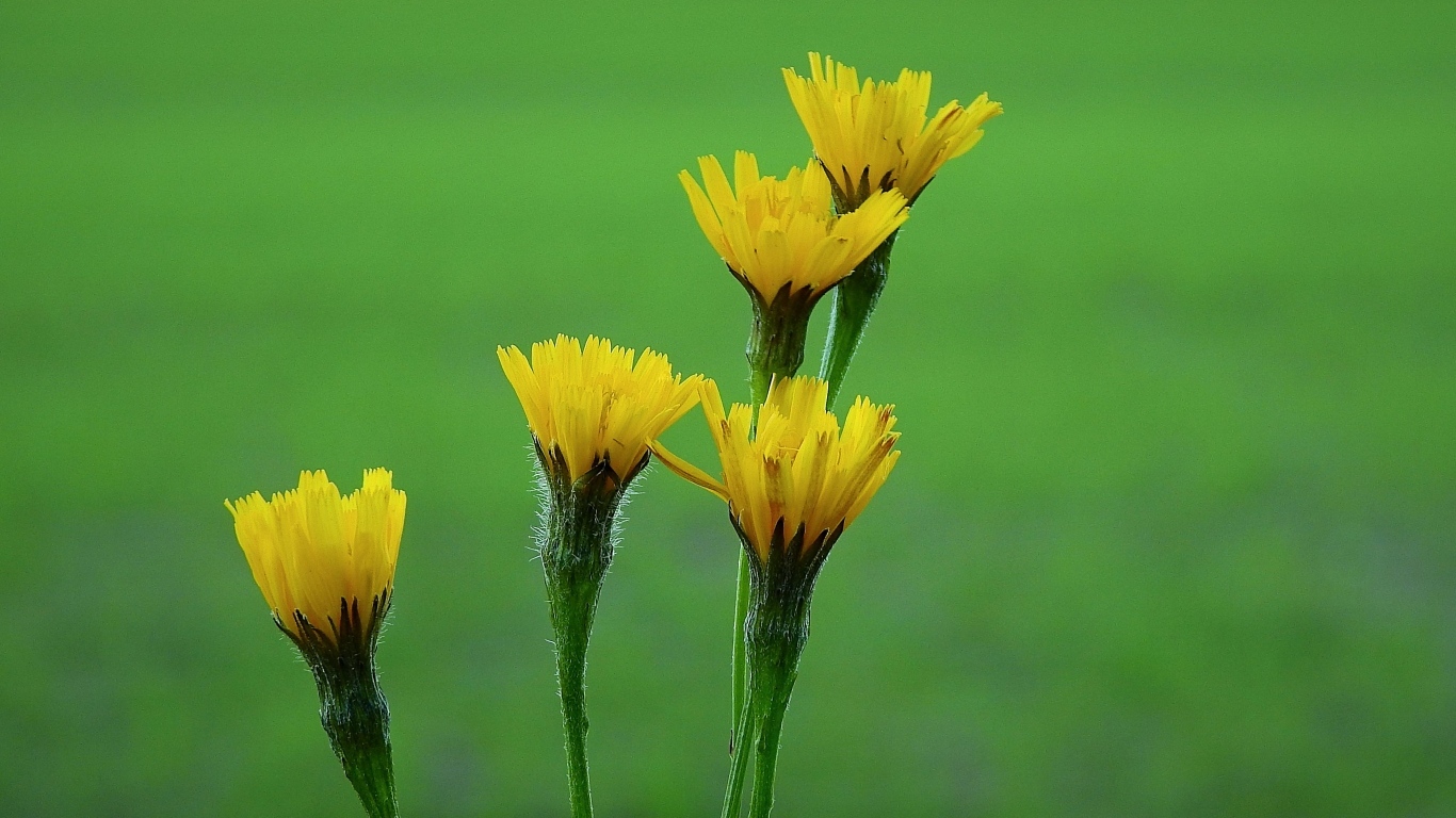 Желтые цветы молочая на зеленом фоне