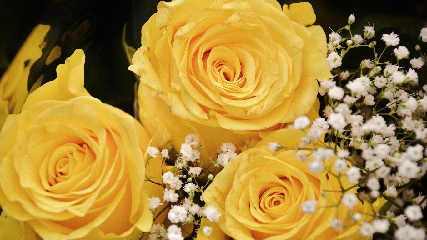 Желтые розы с белыми цветами гипсофилы