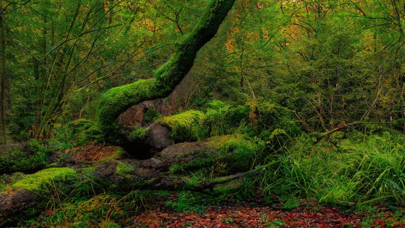 Покрытые зеленым мхом старые деревья в лесу