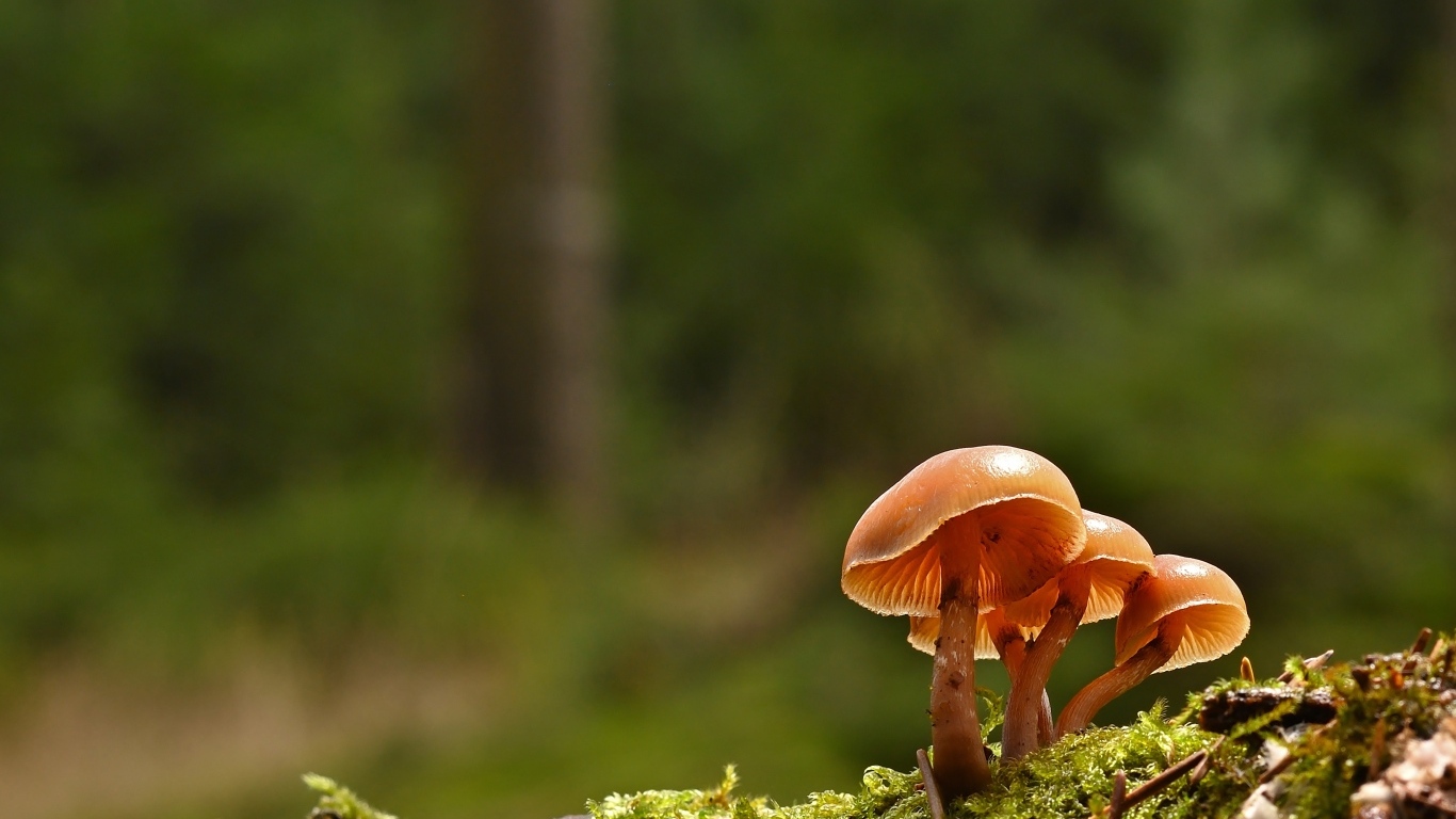 Пластинчатые грибы на покрытой мхом земле