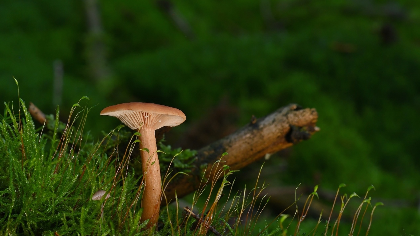Гриб в лесу на земле покрытой зеленым мхом