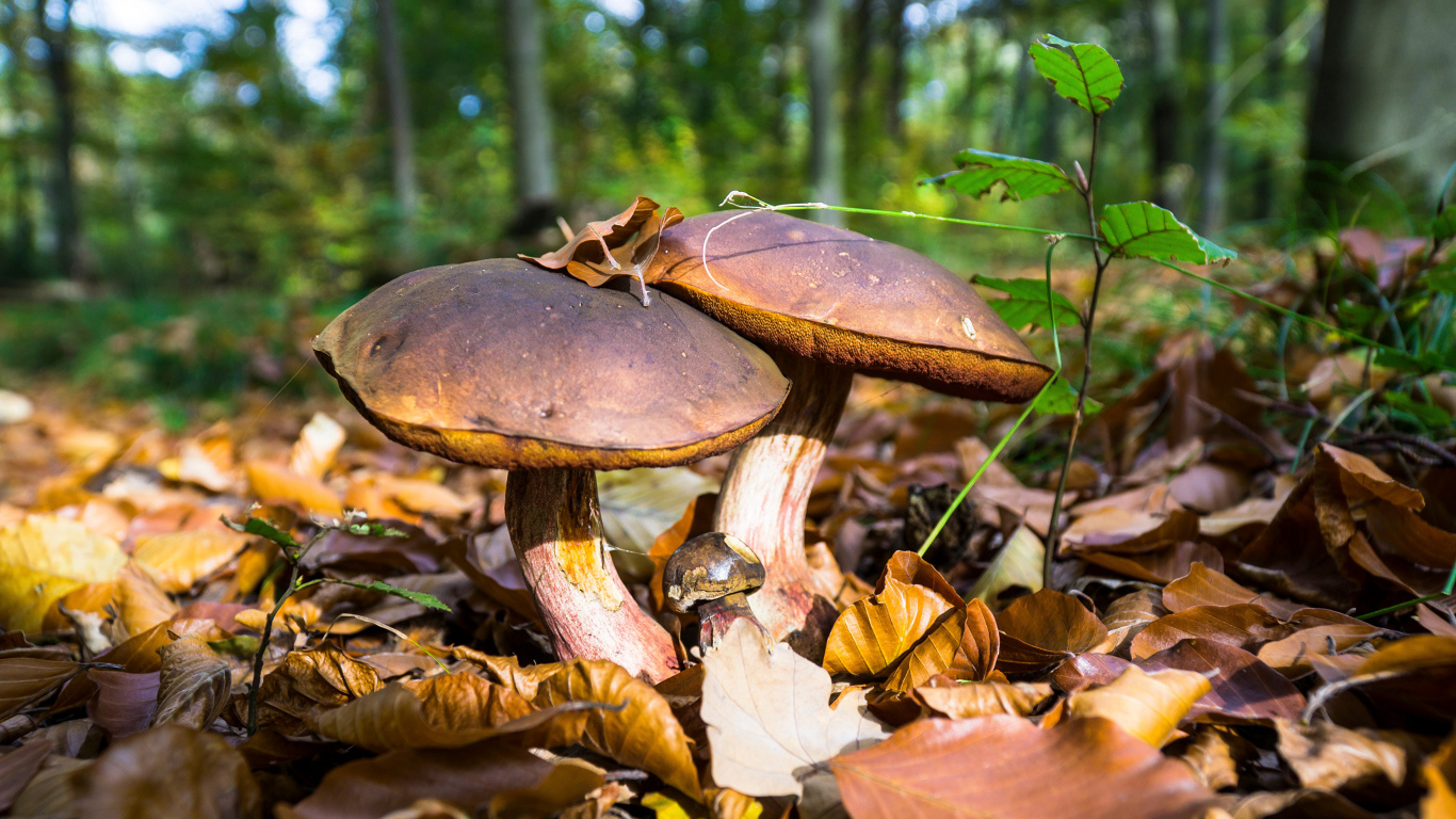 Грибы на опавшей листве в лучах солнца в лесу