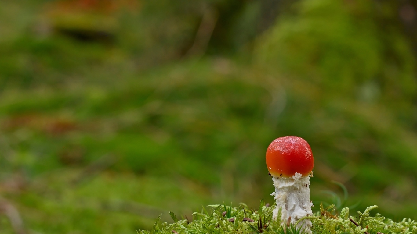 Маленький растущий гриб мухомор в лесу
