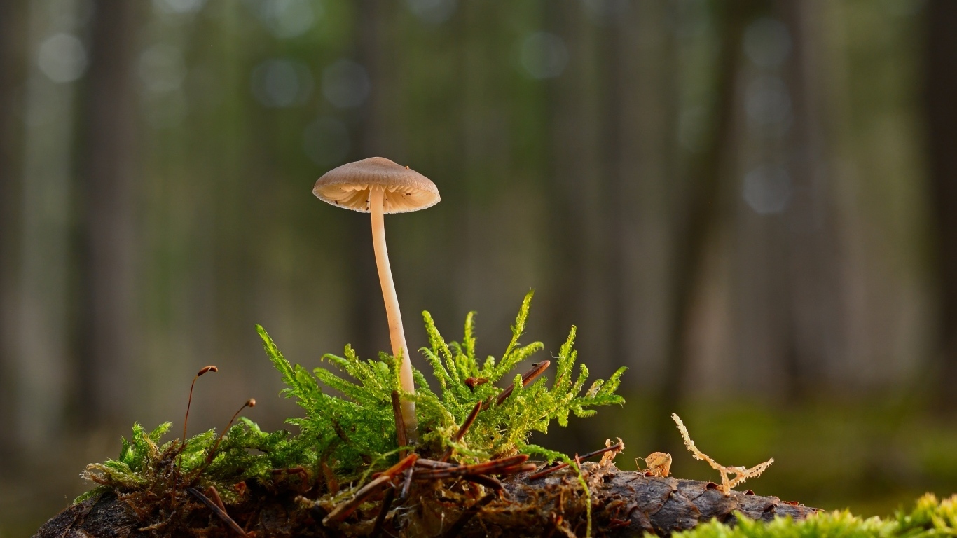 Маленький ядовитый гриб на покрытой мхом земле