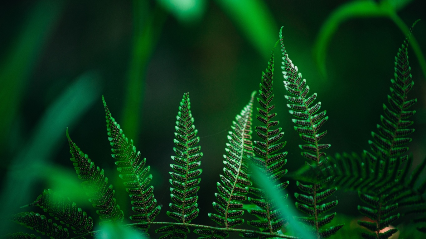Зеленые листья папоротника крупным планом