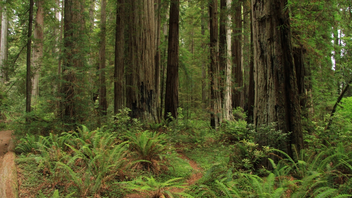 Зеленый папоротник с деревьями в лесу