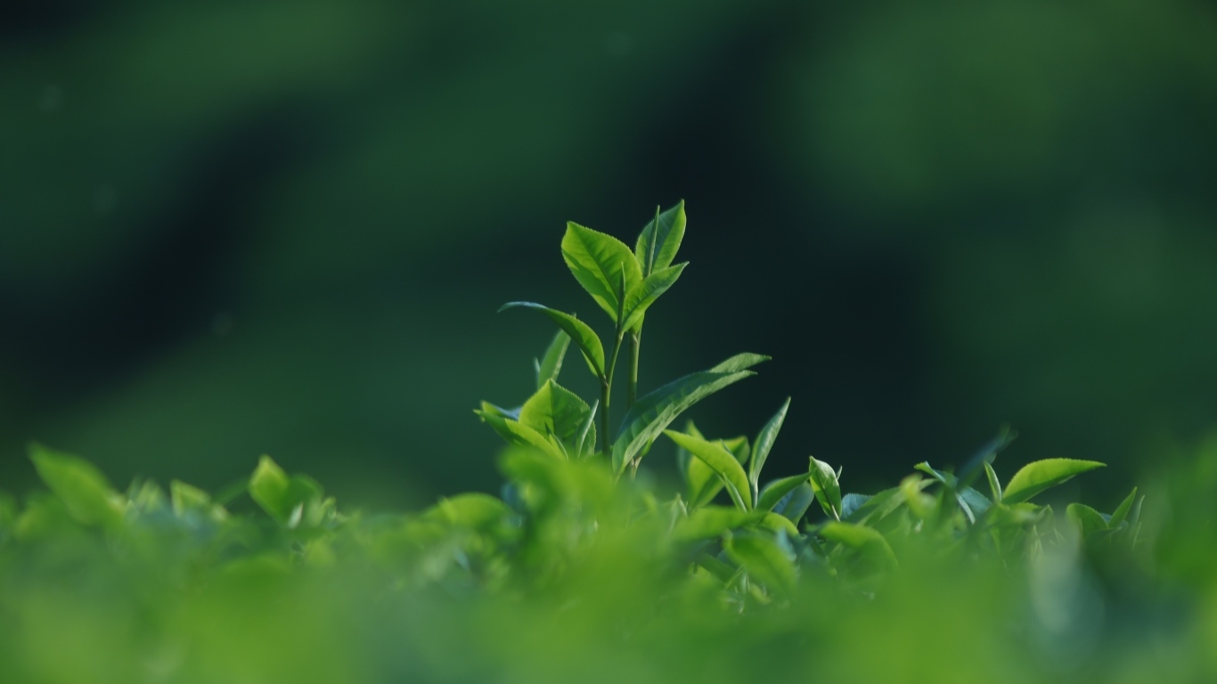 Зеленые листья чая на плантации