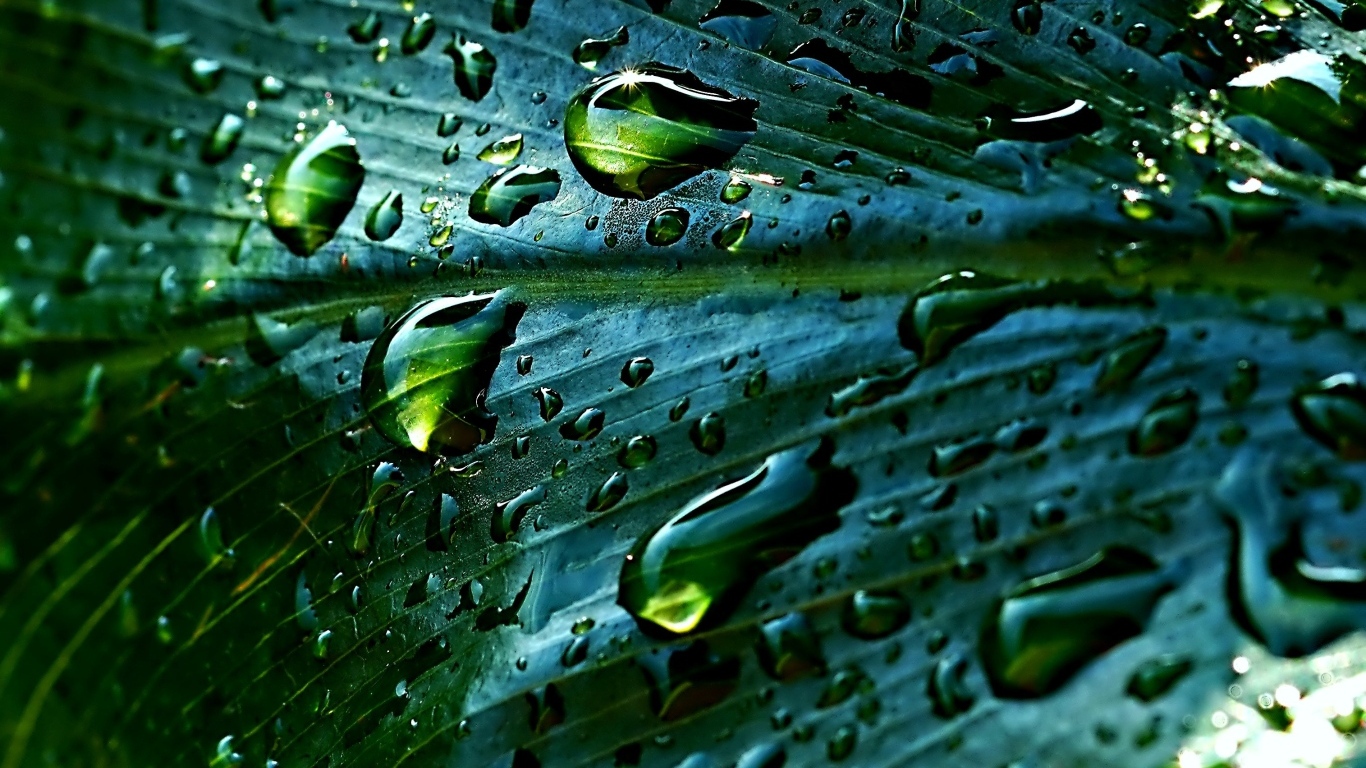 Дождевые капли на зеленом листке