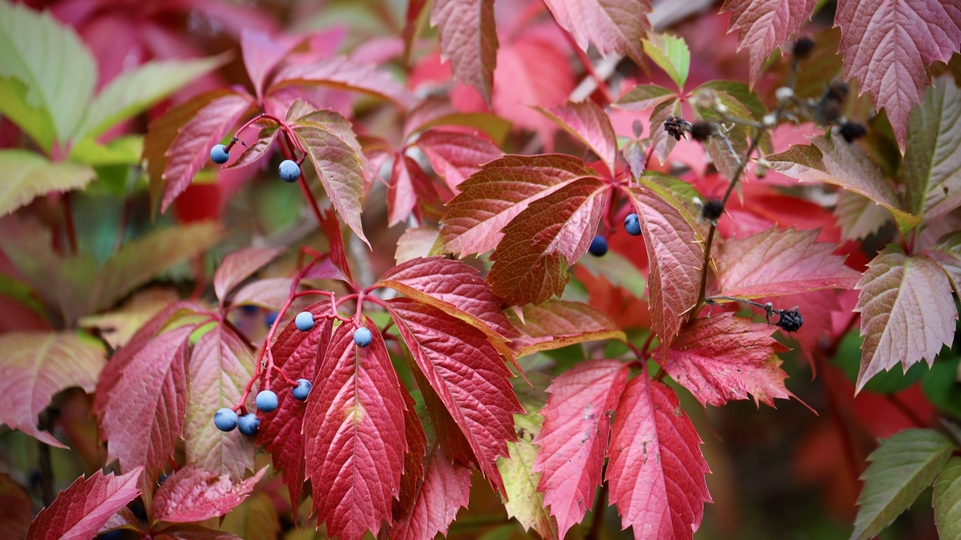 Красные листья дикого винограда