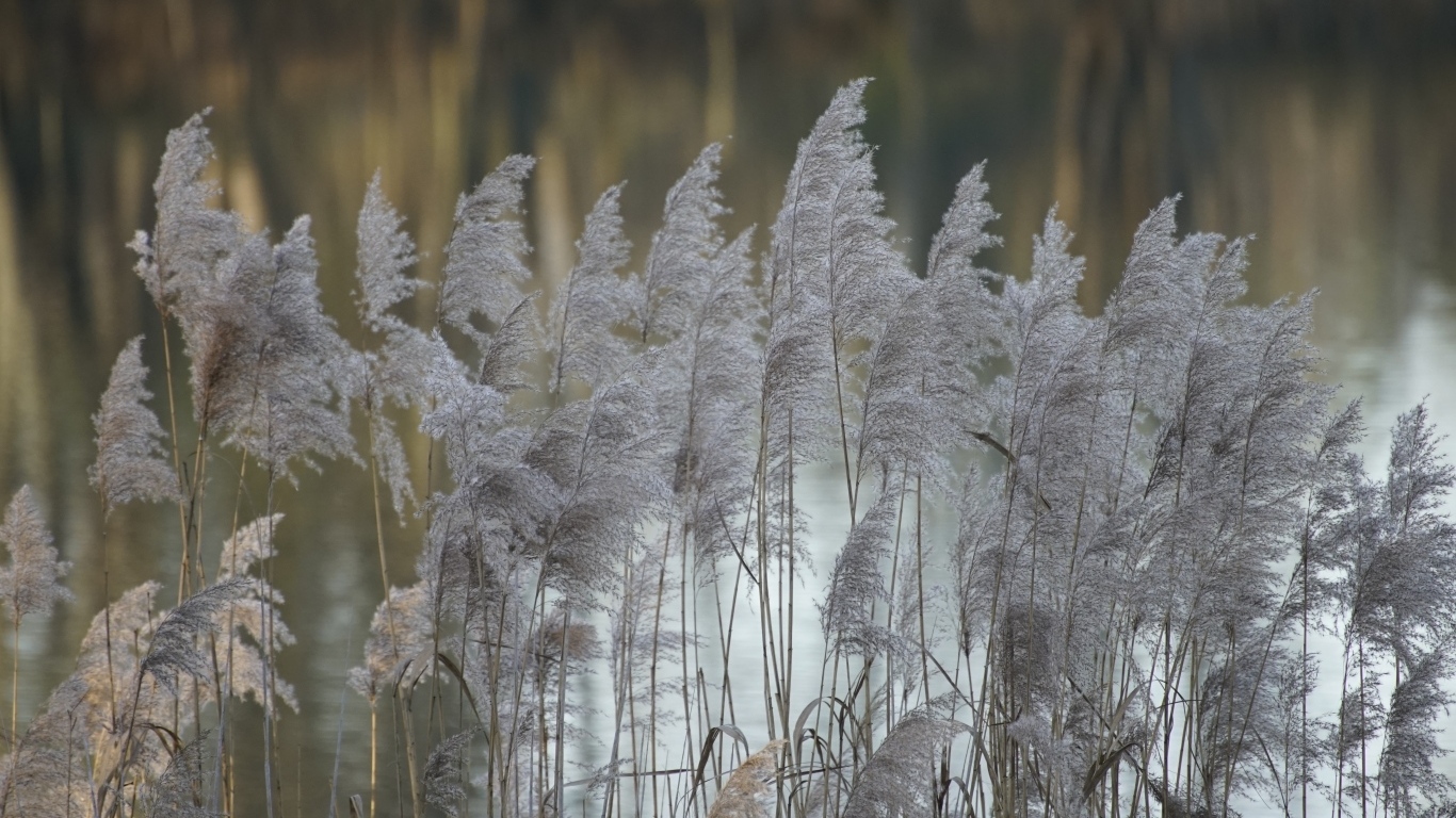 Колосья тростника у воды