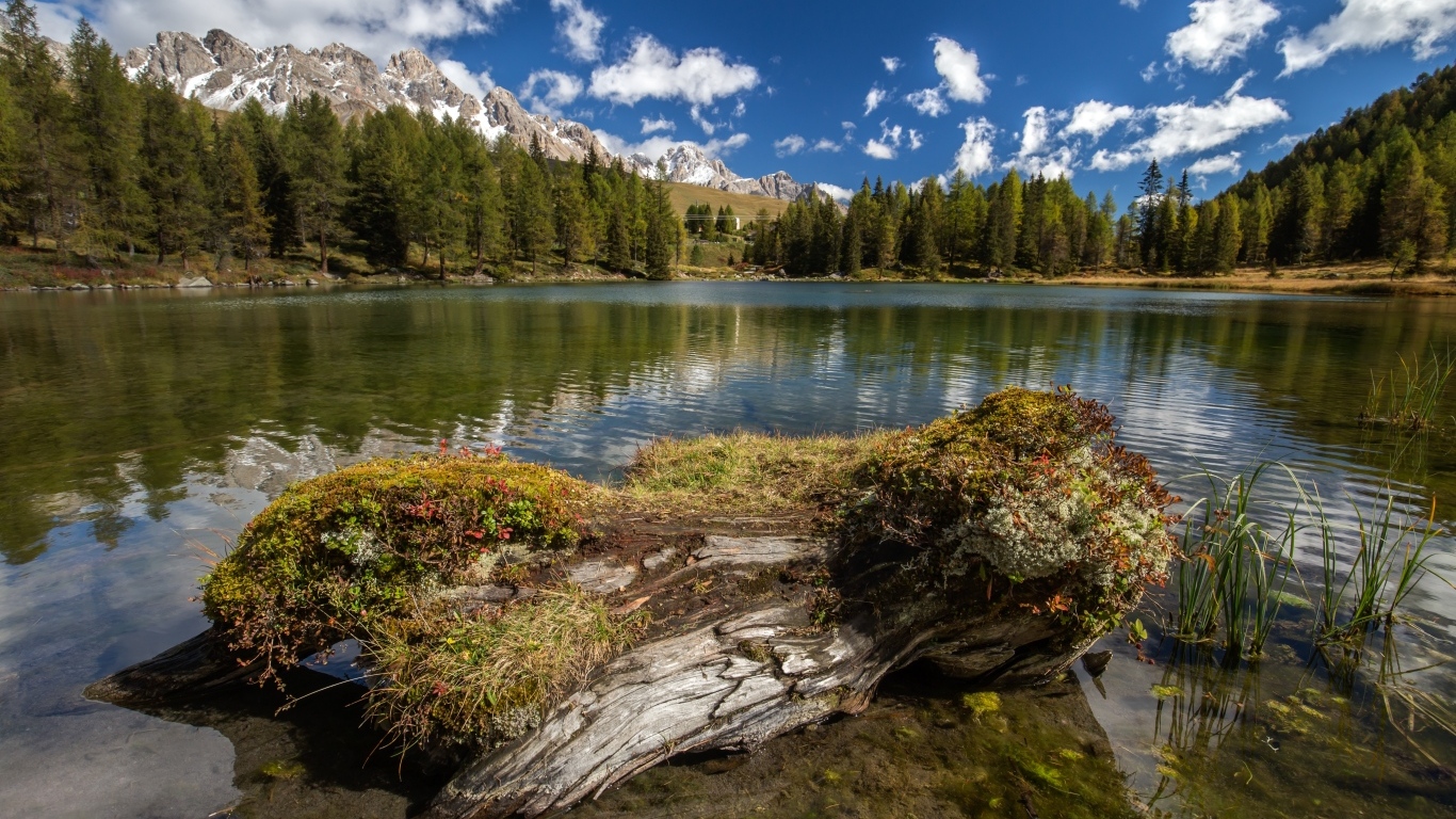 Сухое дерево на берегу озера в горах 