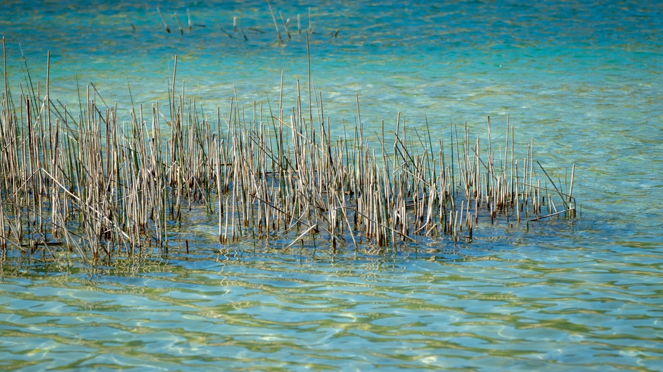 Камыши растут в голубой воде озера