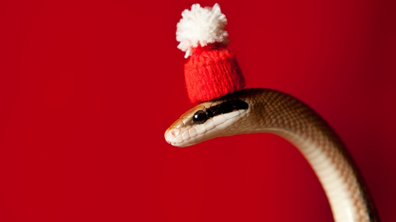 Змея в новогодней шапке на красном фоне