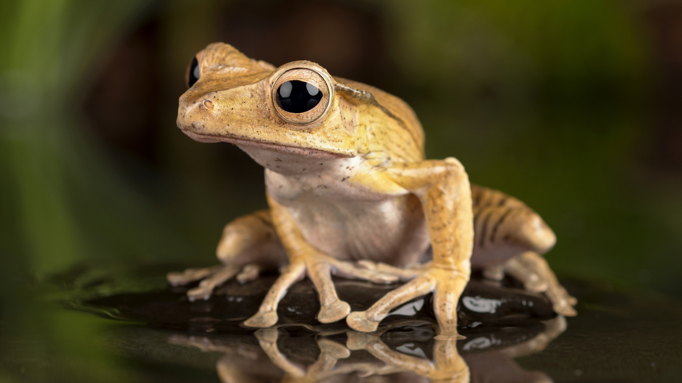 Маленькая лягушка с большими глазами в воде