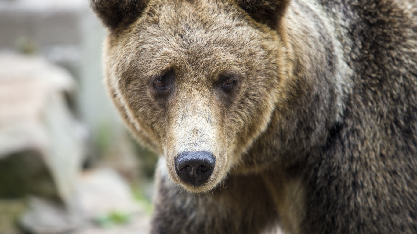 Большой бурый медведь с черным носом