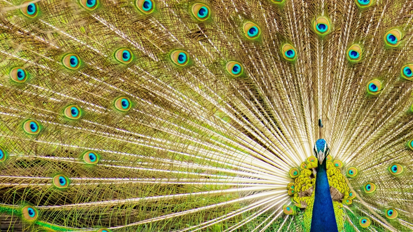 Красивый павлин расправил хвост 