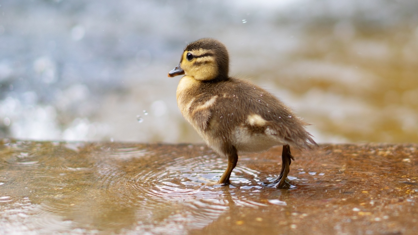 Маленький утенок стоит в луже