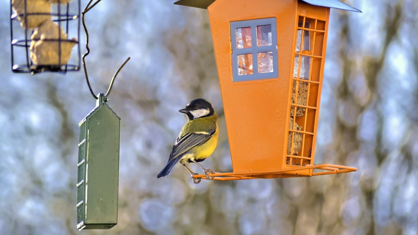Синичка сидит на кормушке 