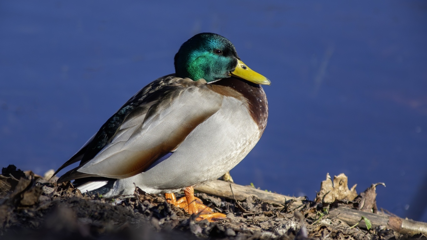 Селезень с зеленой головой у пруда
