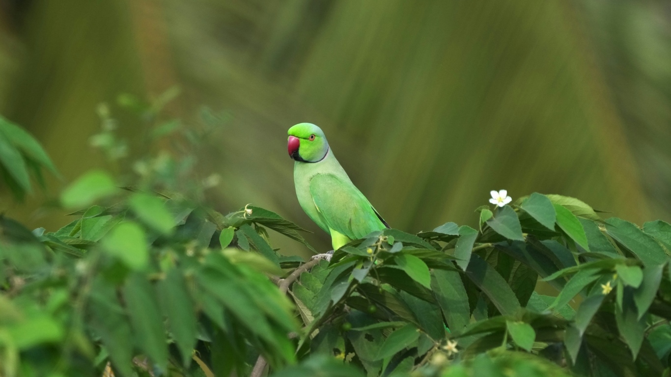 Зеленый Индийский кольчатый попугай в листьях