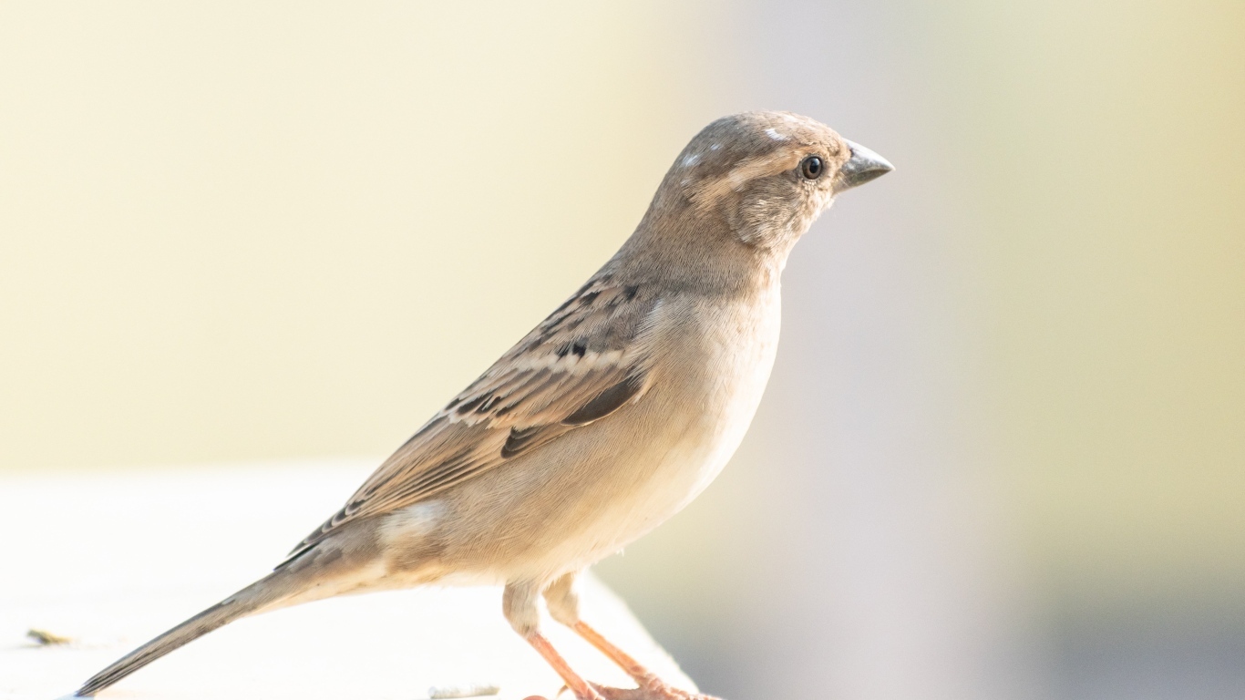 Маленький серый воробей крупным планом