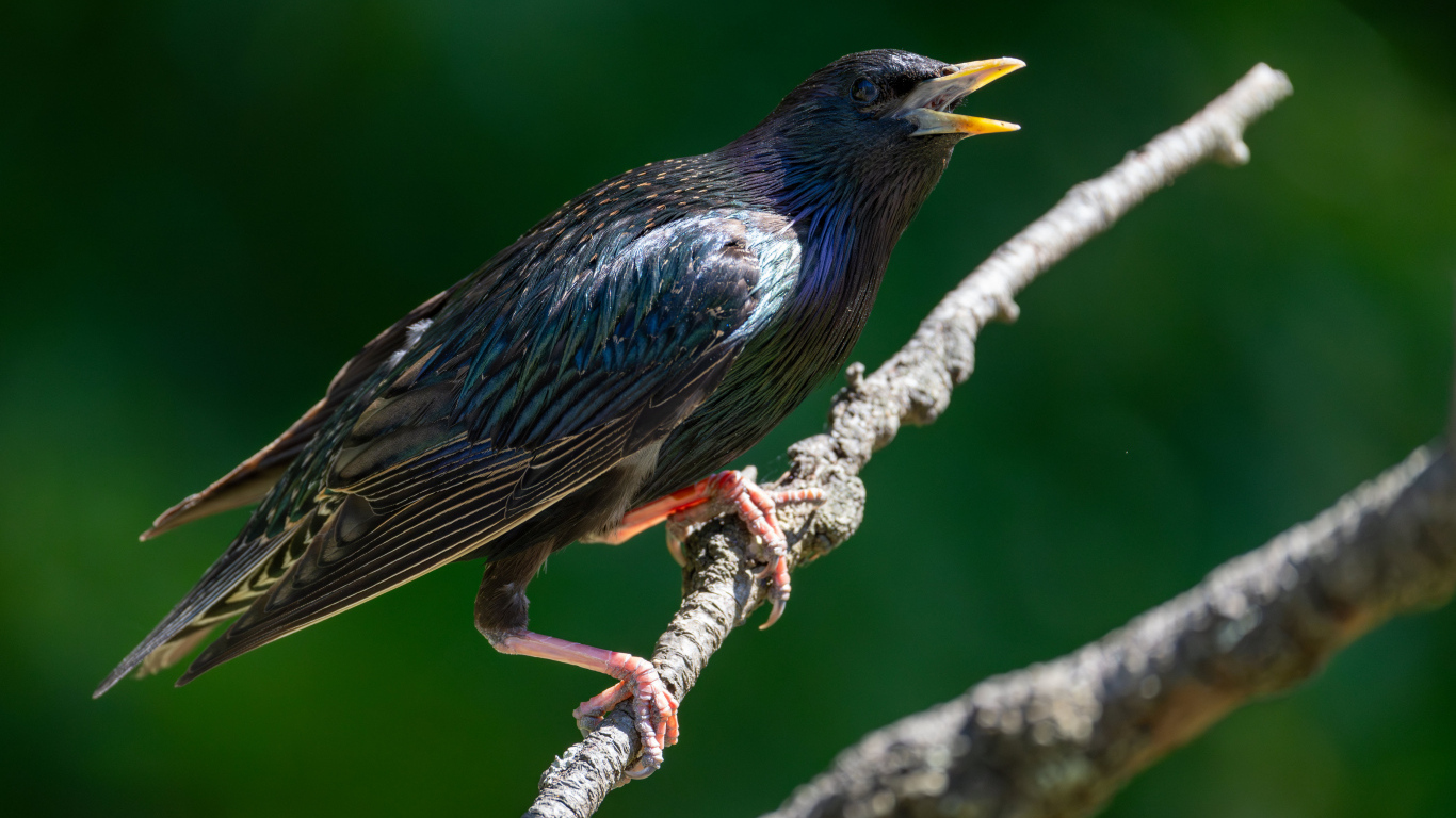 Скворец с открытым клювом на дереве 