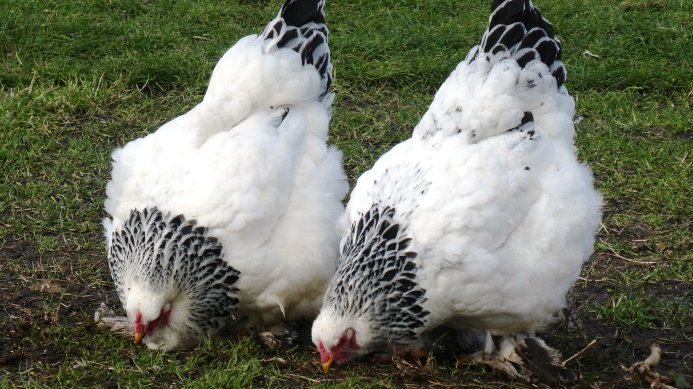Две домашние курицы на зеленой траве