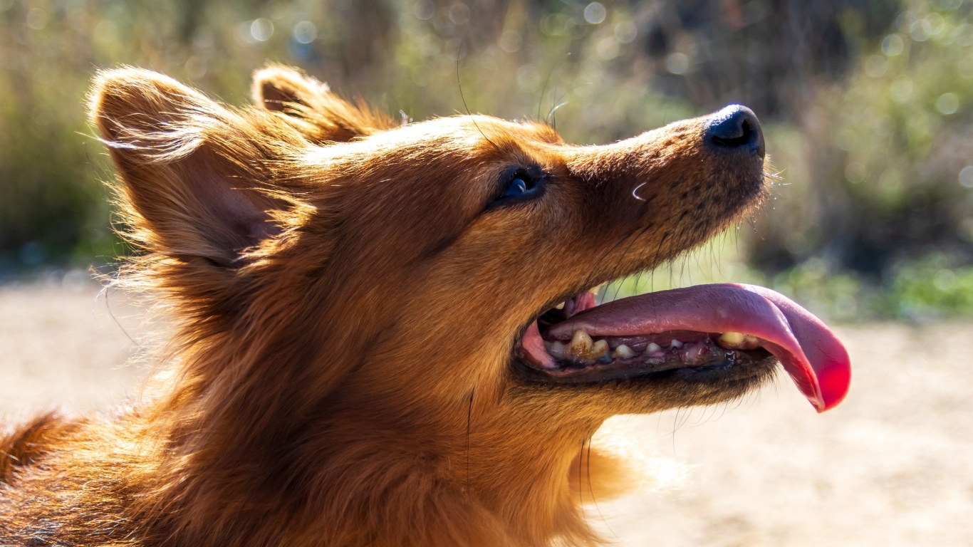Рыжий довольный пес с длинным языком