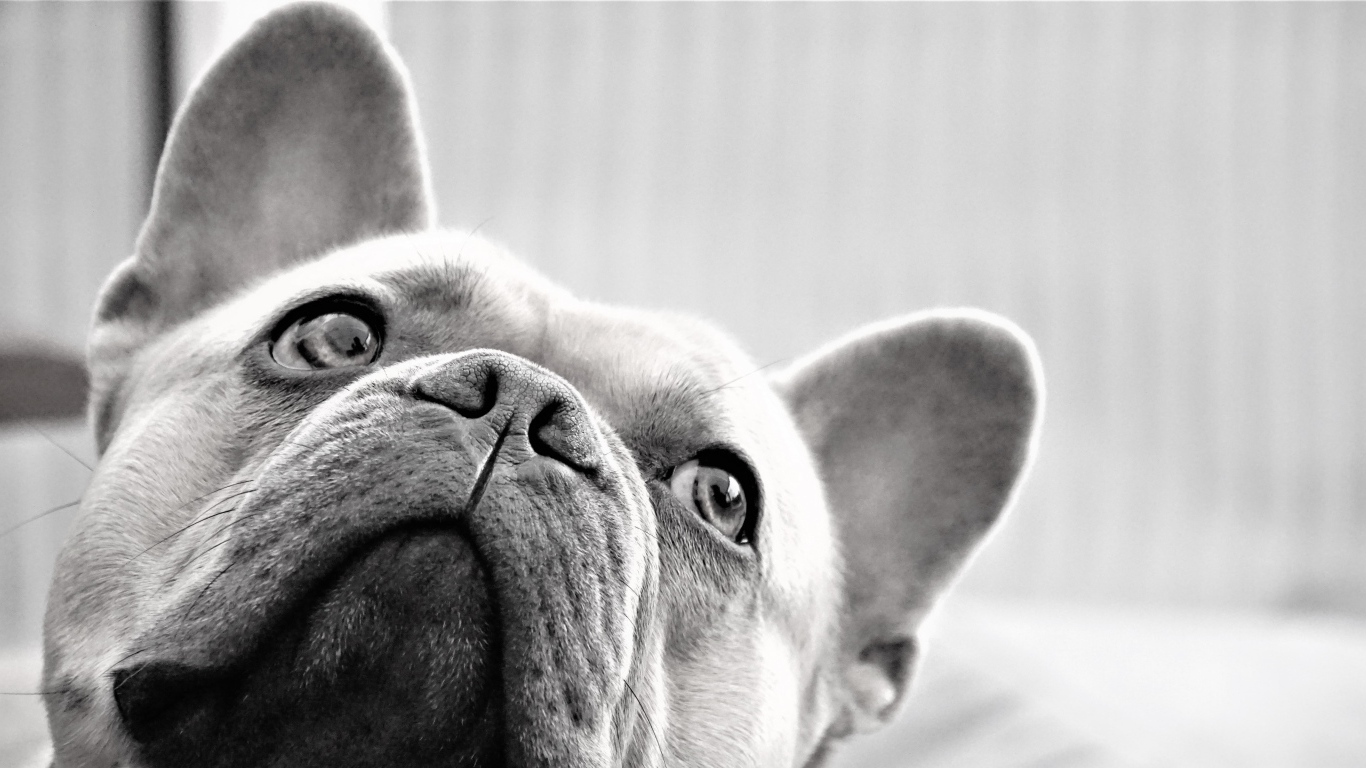 Грустная морда французского бульдога