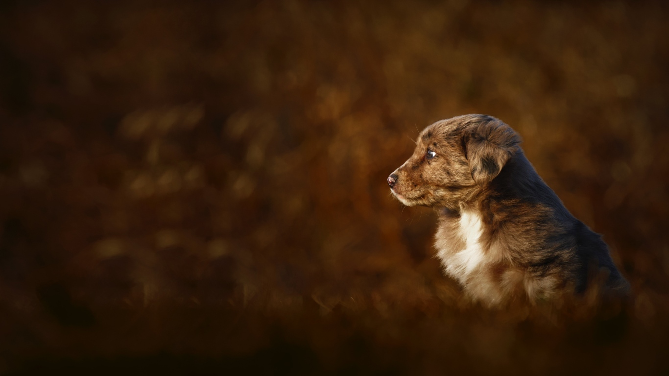 Маленький коричневый щенок крупным планом