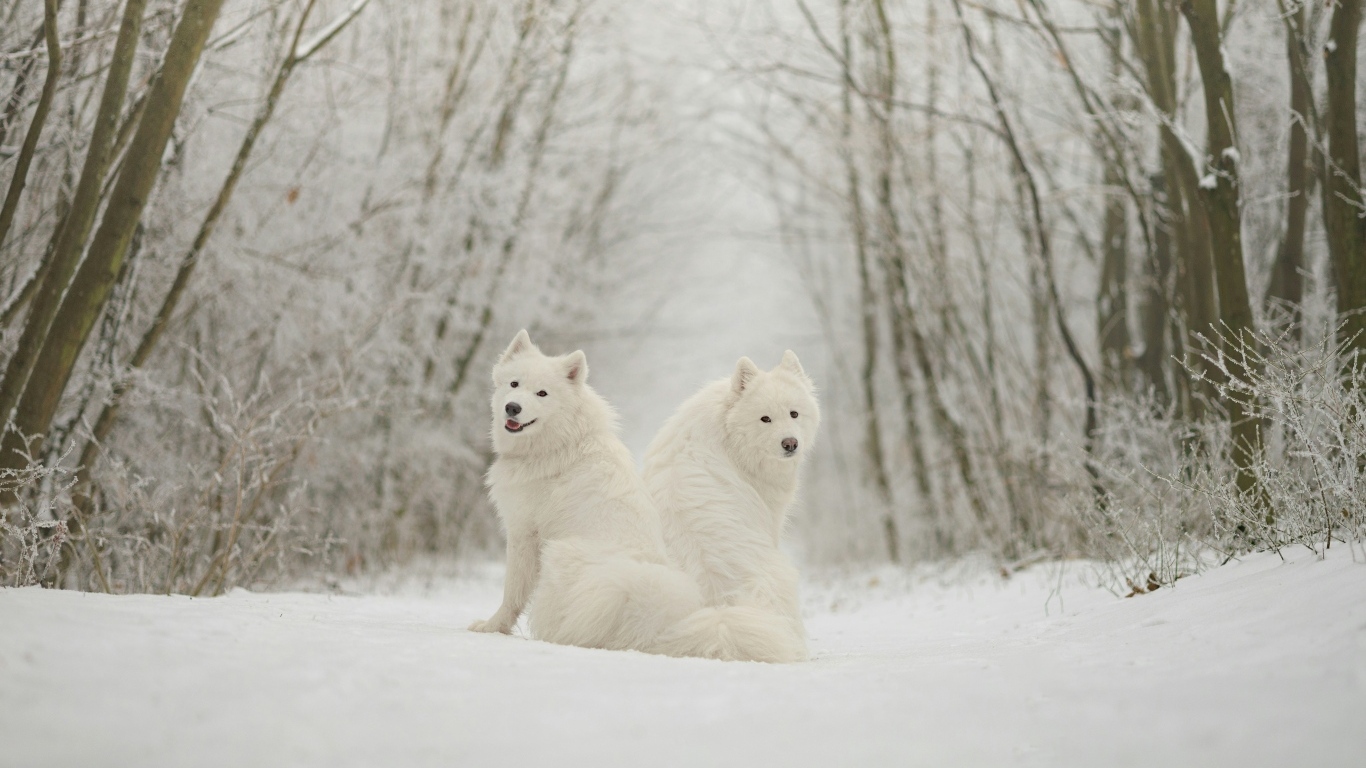 Две белые собаки самоедская лайка в лесу