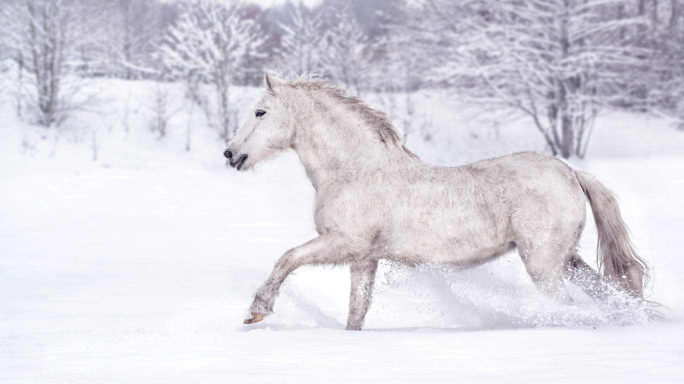 Белый конь скачет по белому снегу