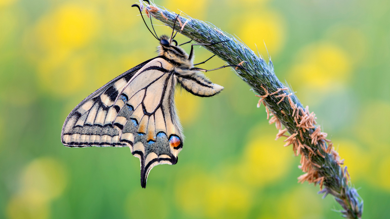 Красивая бабочка махаон сидит на колоске