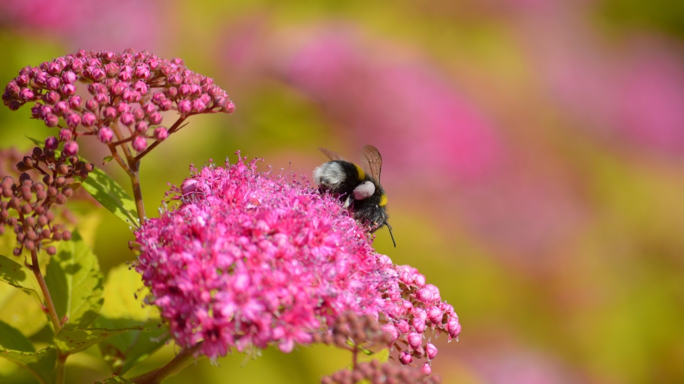 Шмель собирает пыльцу с розовых цветов
