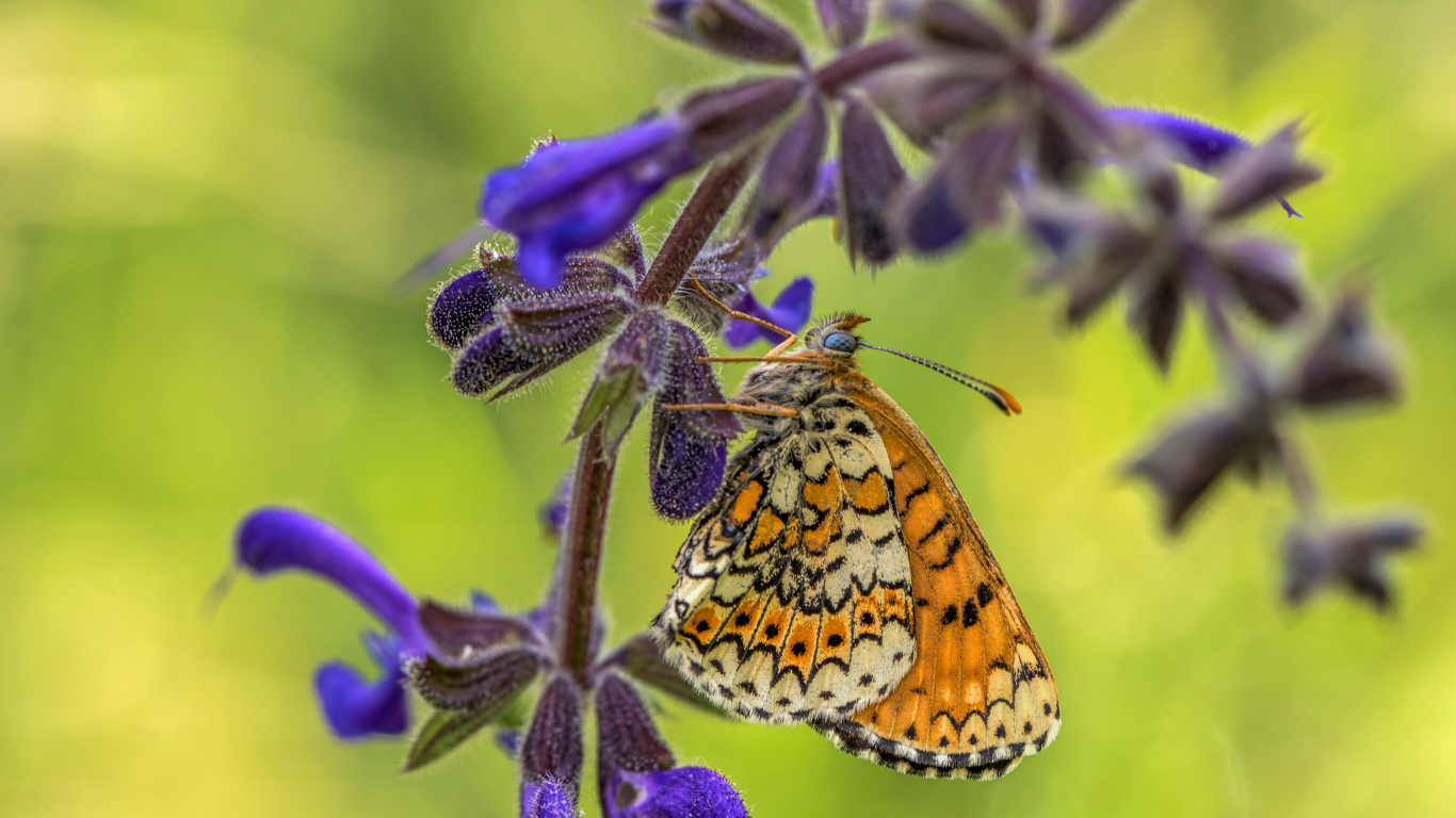 Бабочка висит на ветке  с синими цветами