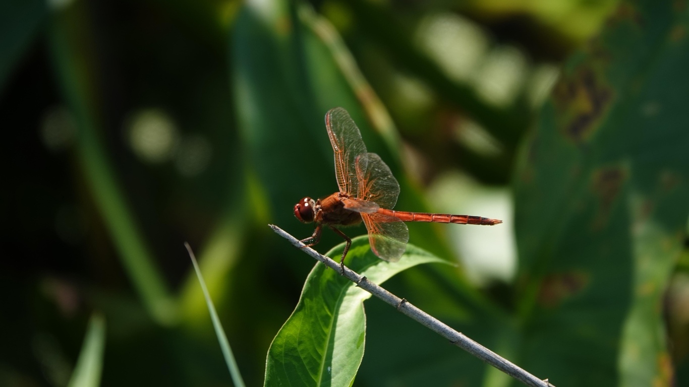 Стрекоза с прозрачными крыльями сидит на ветке