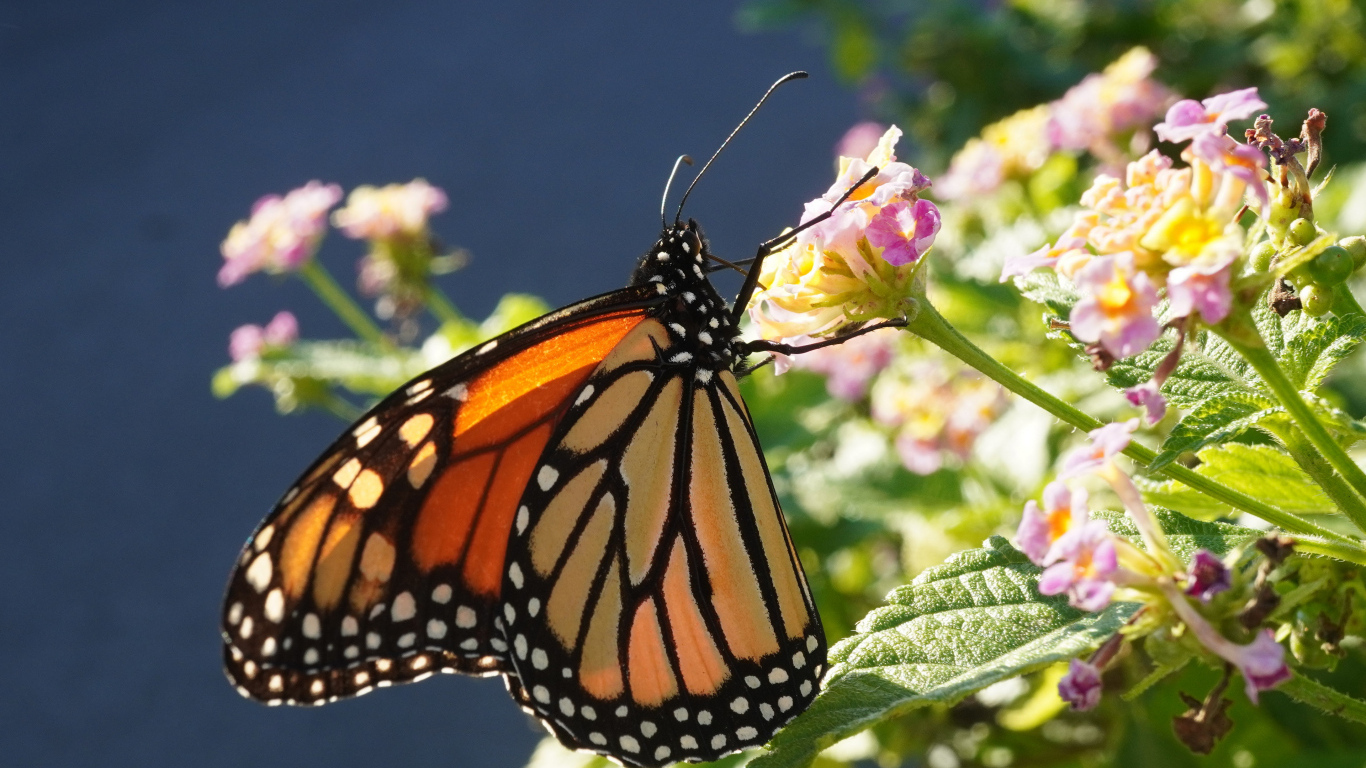 Коричневая бабочка на розовом комнатном цветке
