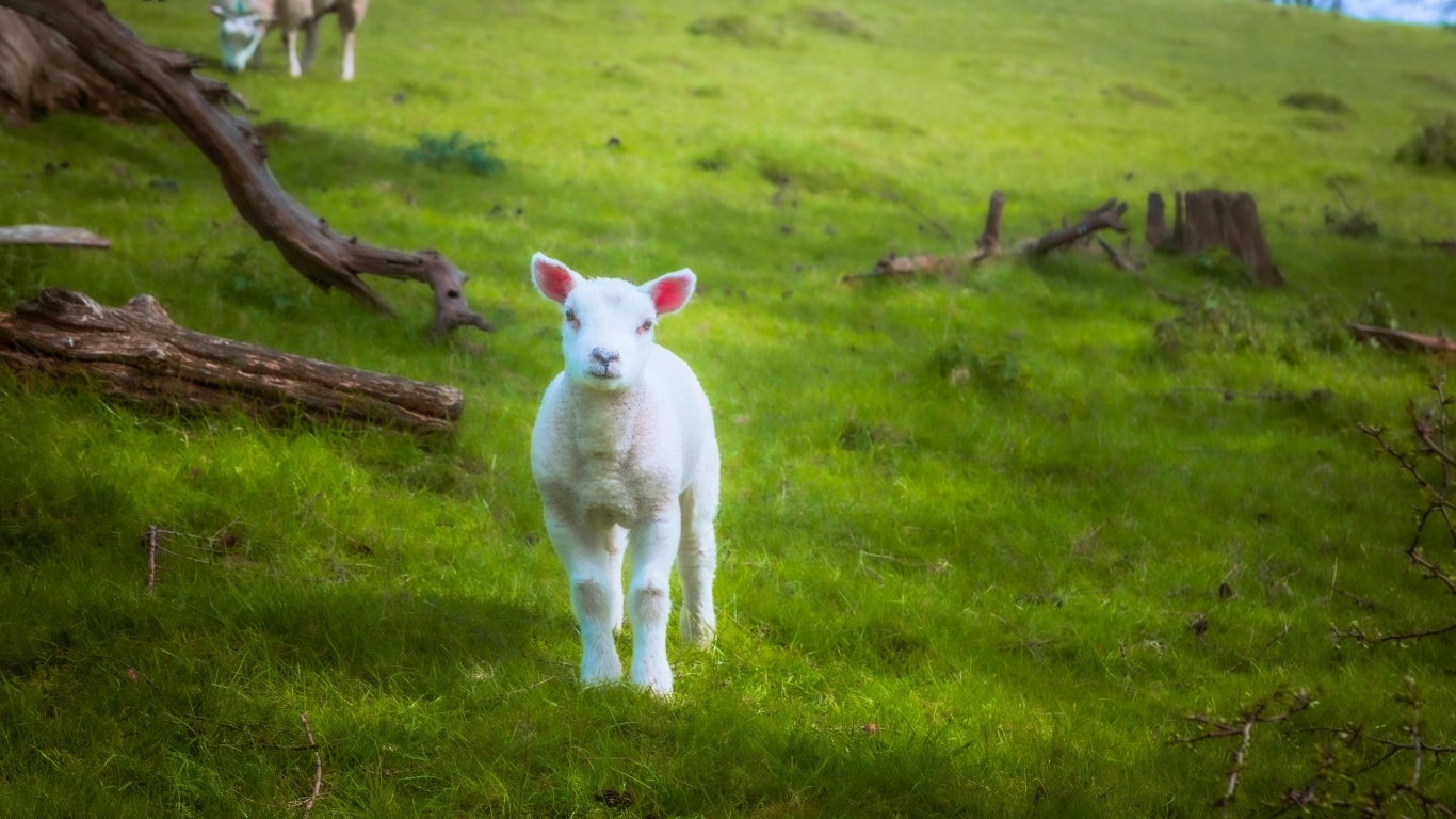 Маленький белый ягненок на зеленой траве