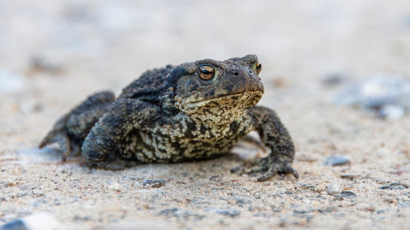 Большая жаба сидит на песке 