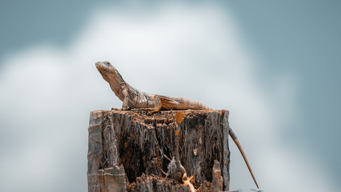 Ящерица сидит на сухом пне