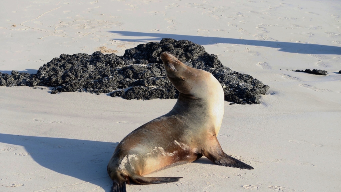 Морской котик греется на солнце на пляже