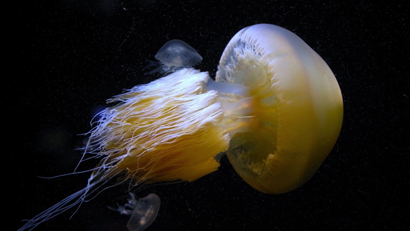 Большая белая медуза под водой