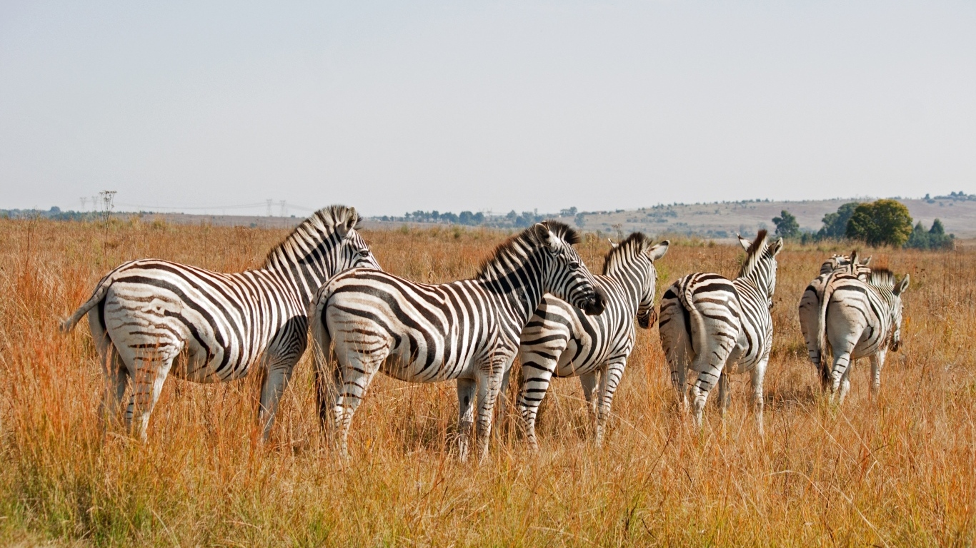 Стая полосатых зебр в сухой траве